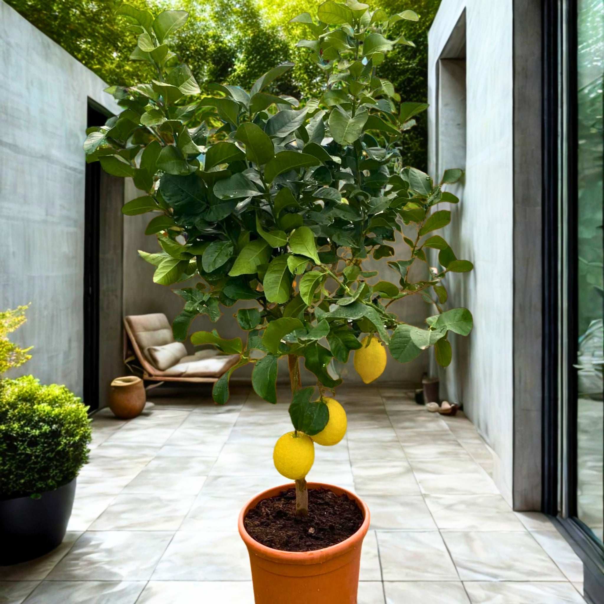 Limoni Femminello maturi sul ramo - Limoni e lime
