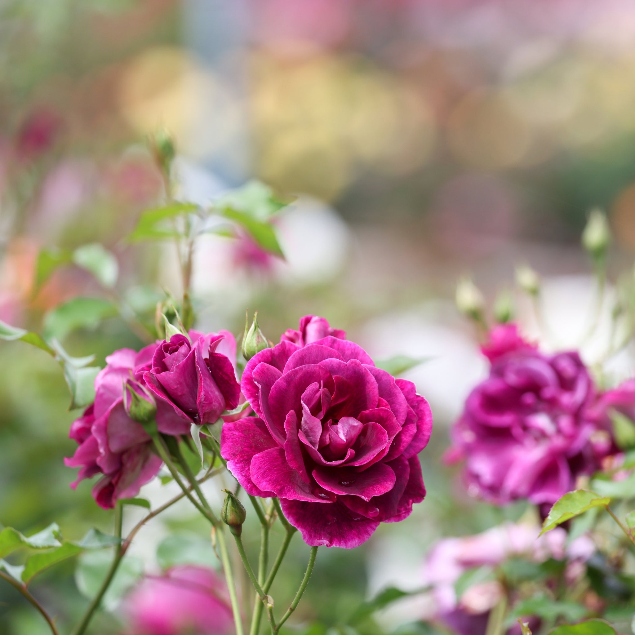 Rose lilla e viola