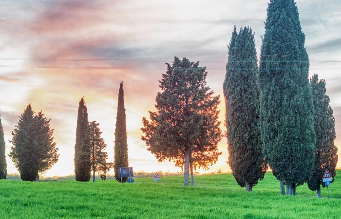 Piante sempreverdi