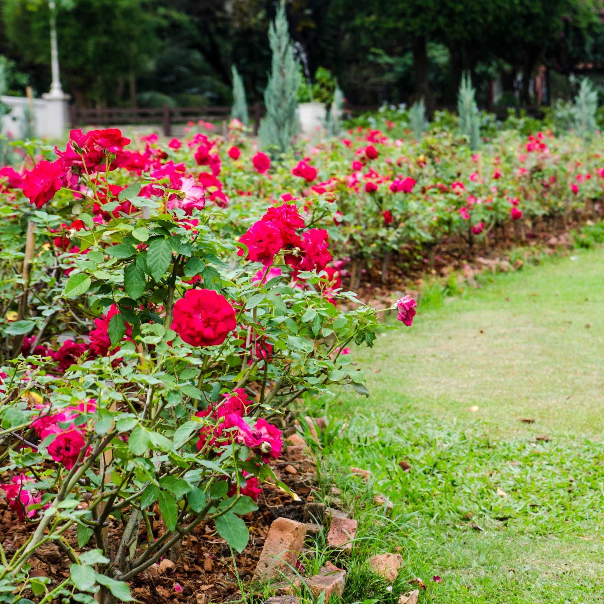 Rose rosse