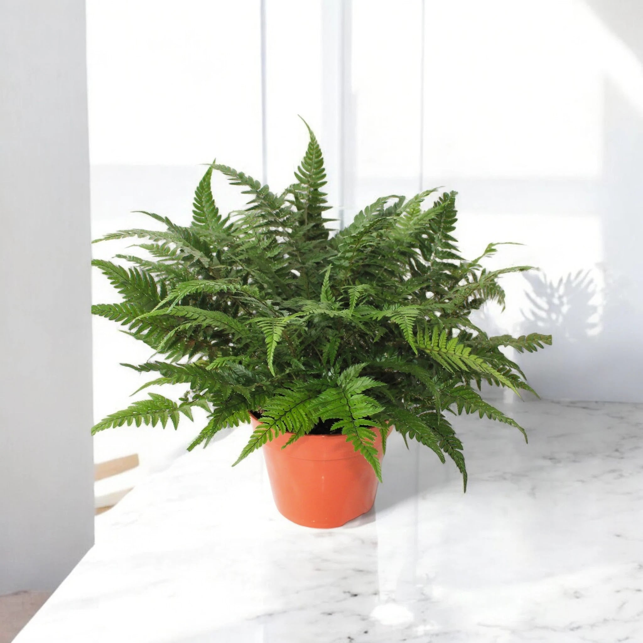 Athyrium spicatum