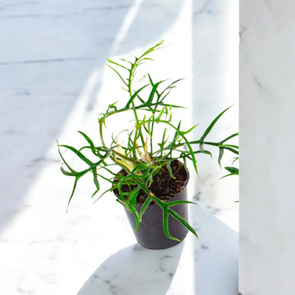 Philodendron tortum 'Good luck'