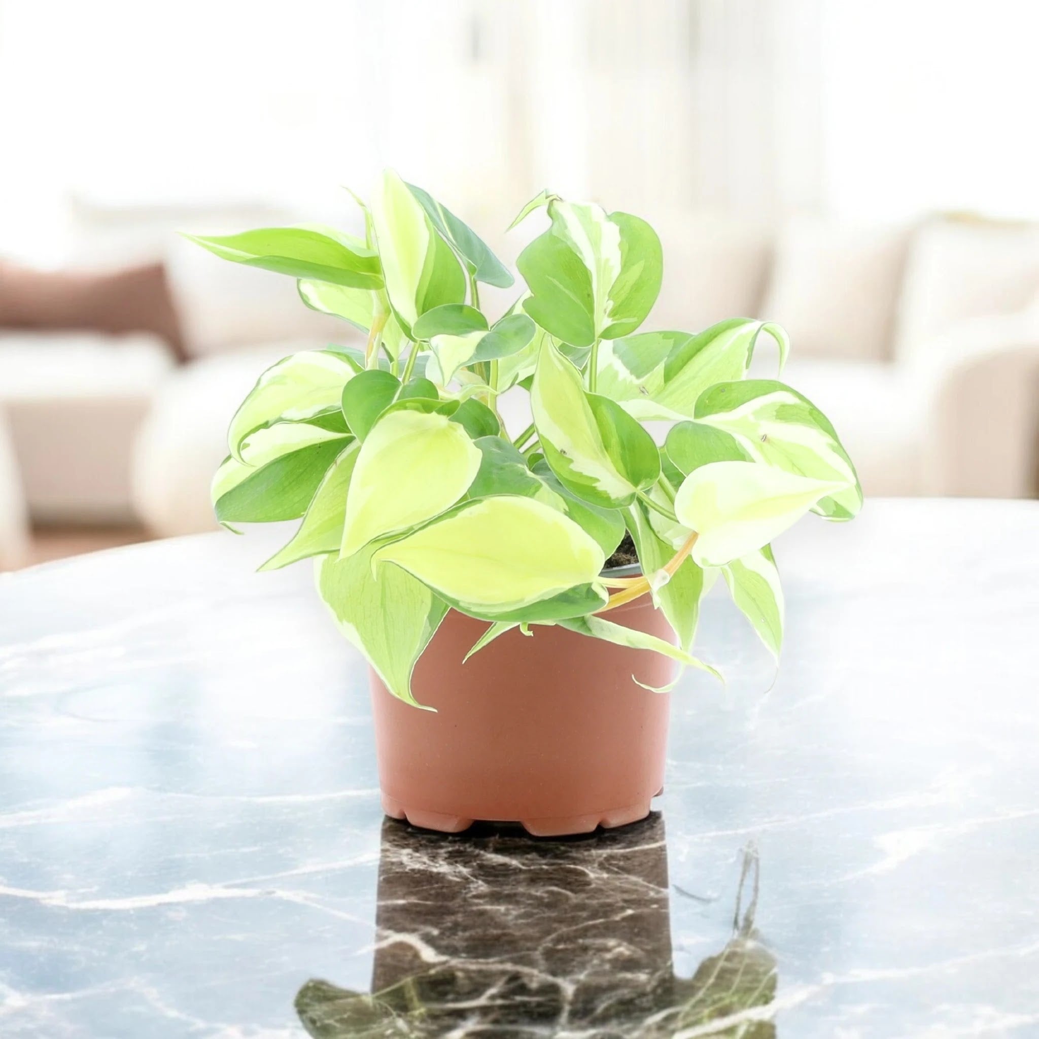 Philodendron scandens 'Rio'