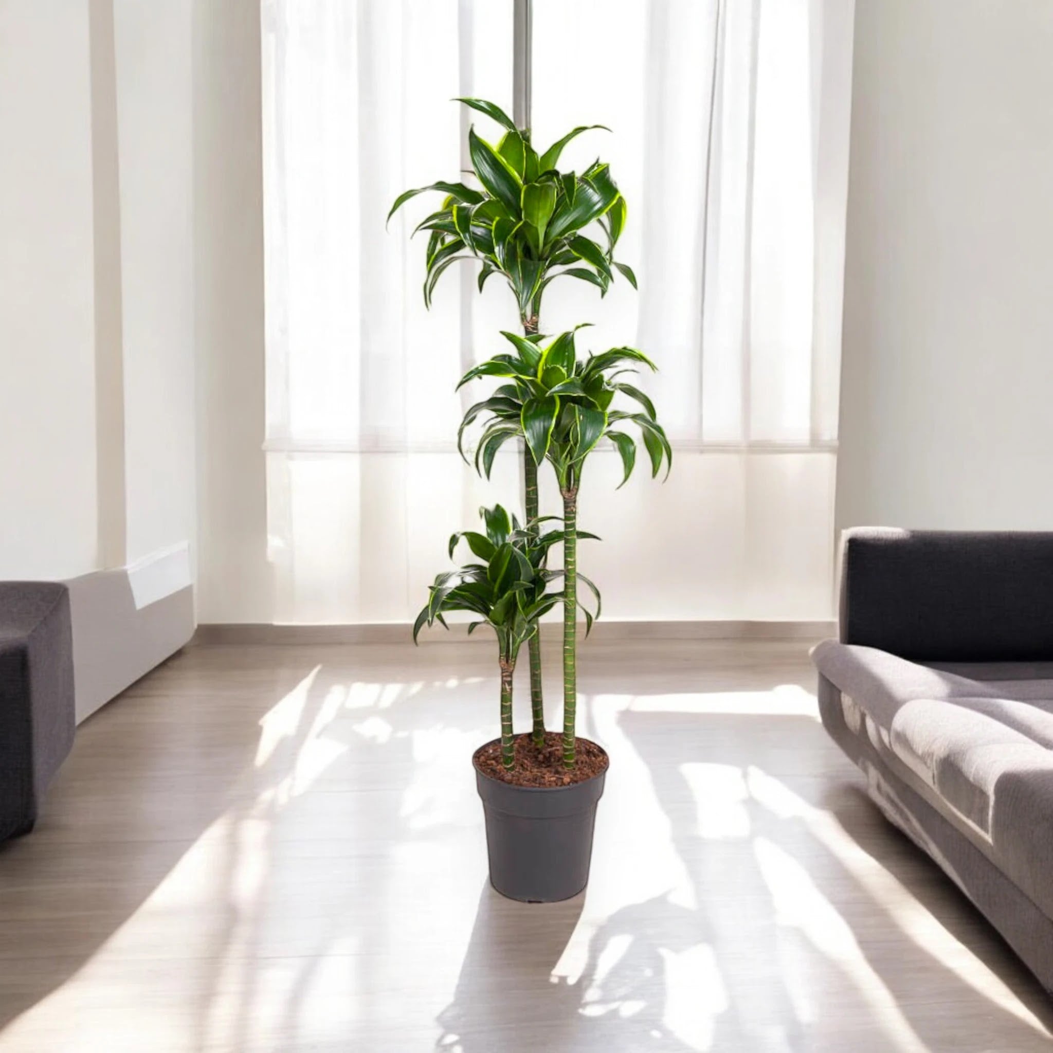 Dracaena fragrans 'Dorado'
