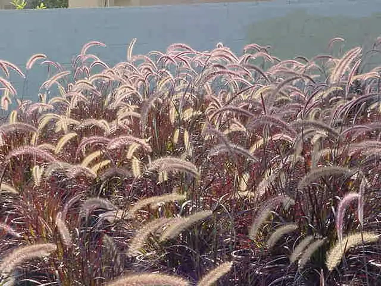 Pennisetum setaceum Rubrum con foglie rosso porpora e spighe rosate in giardino soleggiato