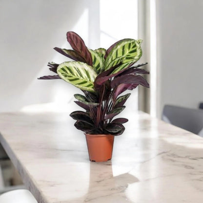 Calathea roseopicta 'Angela'