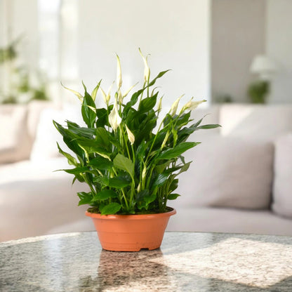 Dettaglio foglia lucida verde scuro di Spathiphyllum Bellini con spata bianca