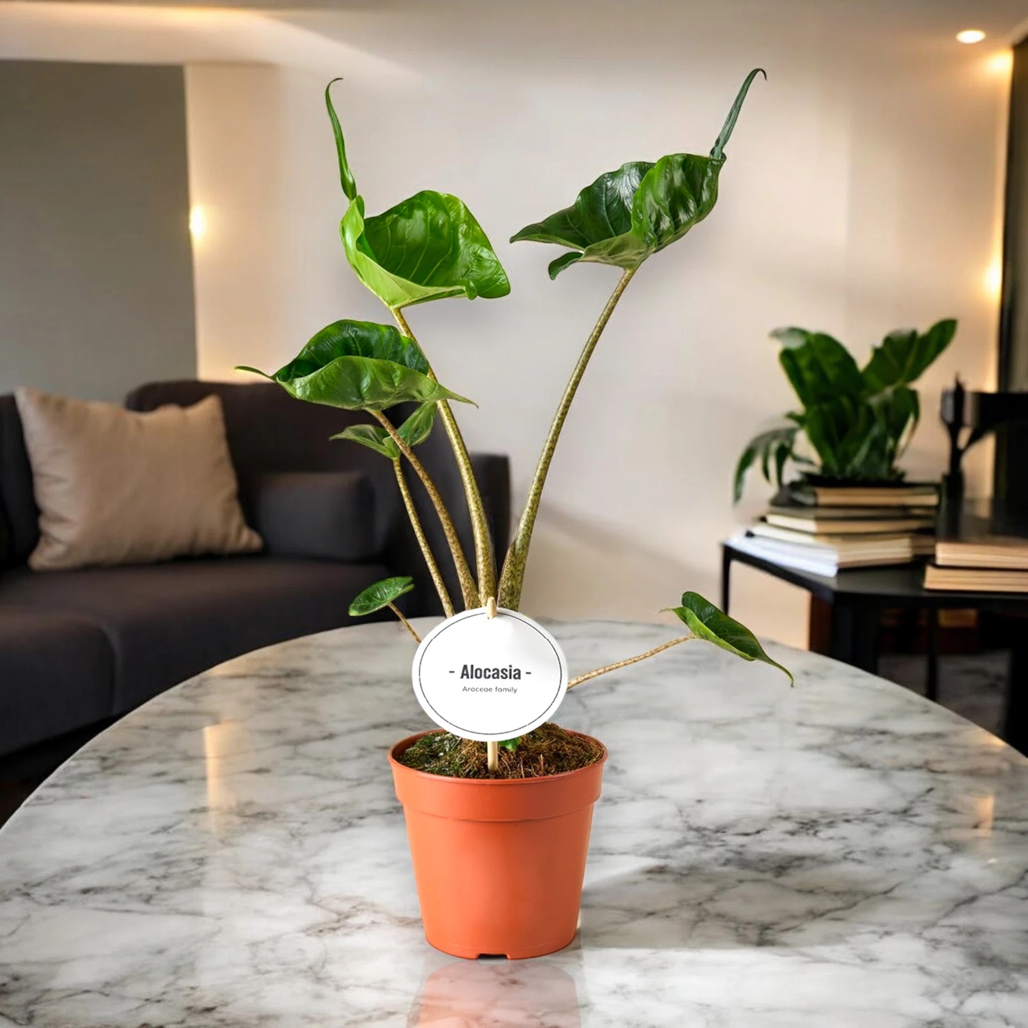 Alocasia stingray
