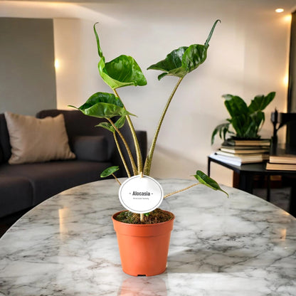 Alocasia stingray