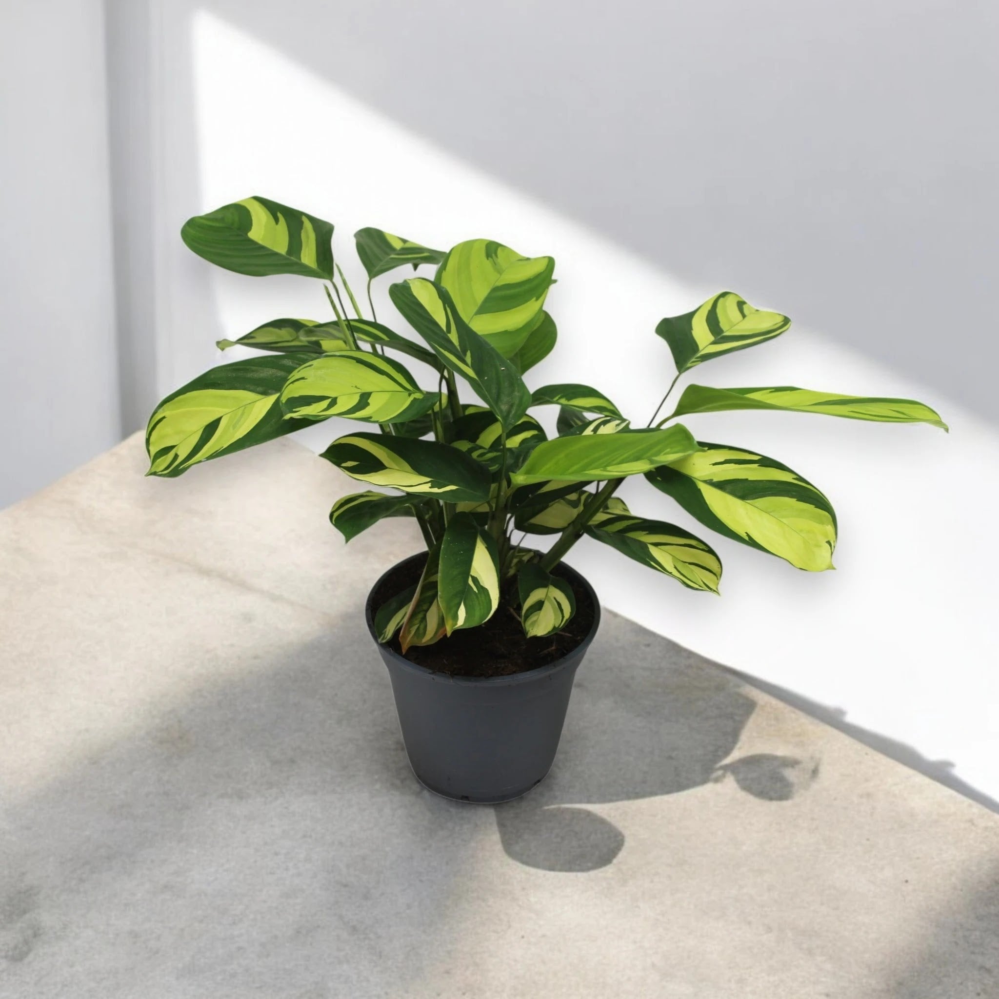 Ctenanthe pilosa 'Golden mosaic'