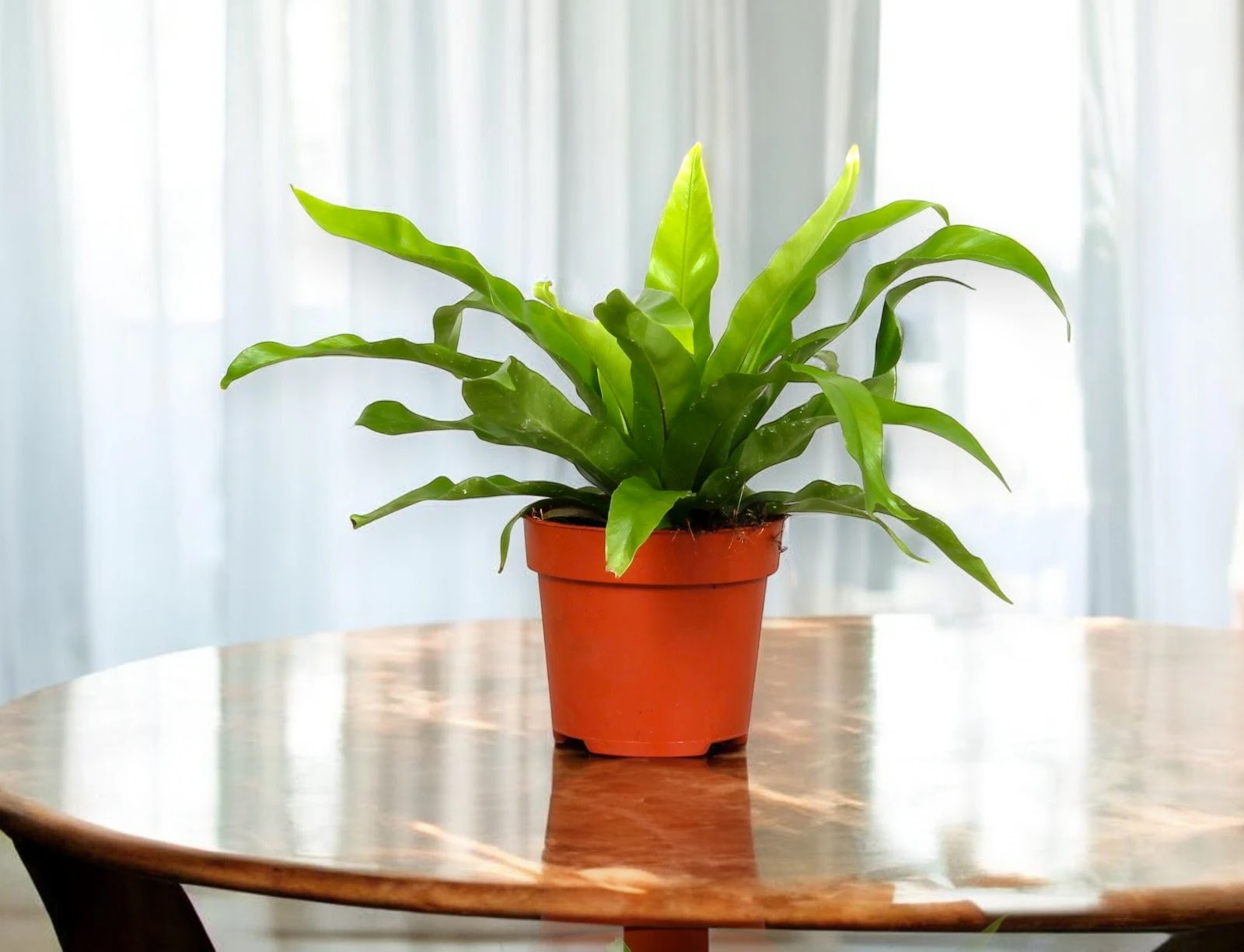 Asplenium antiquum