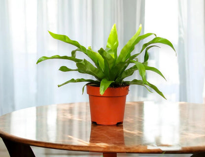 Asplenium antiquum