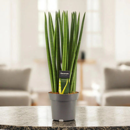 Sansevieria cylindrica 'Spaghetti'