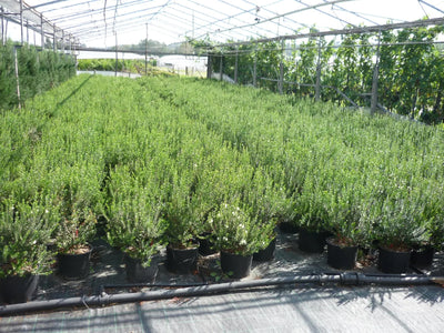 Myrtus communis