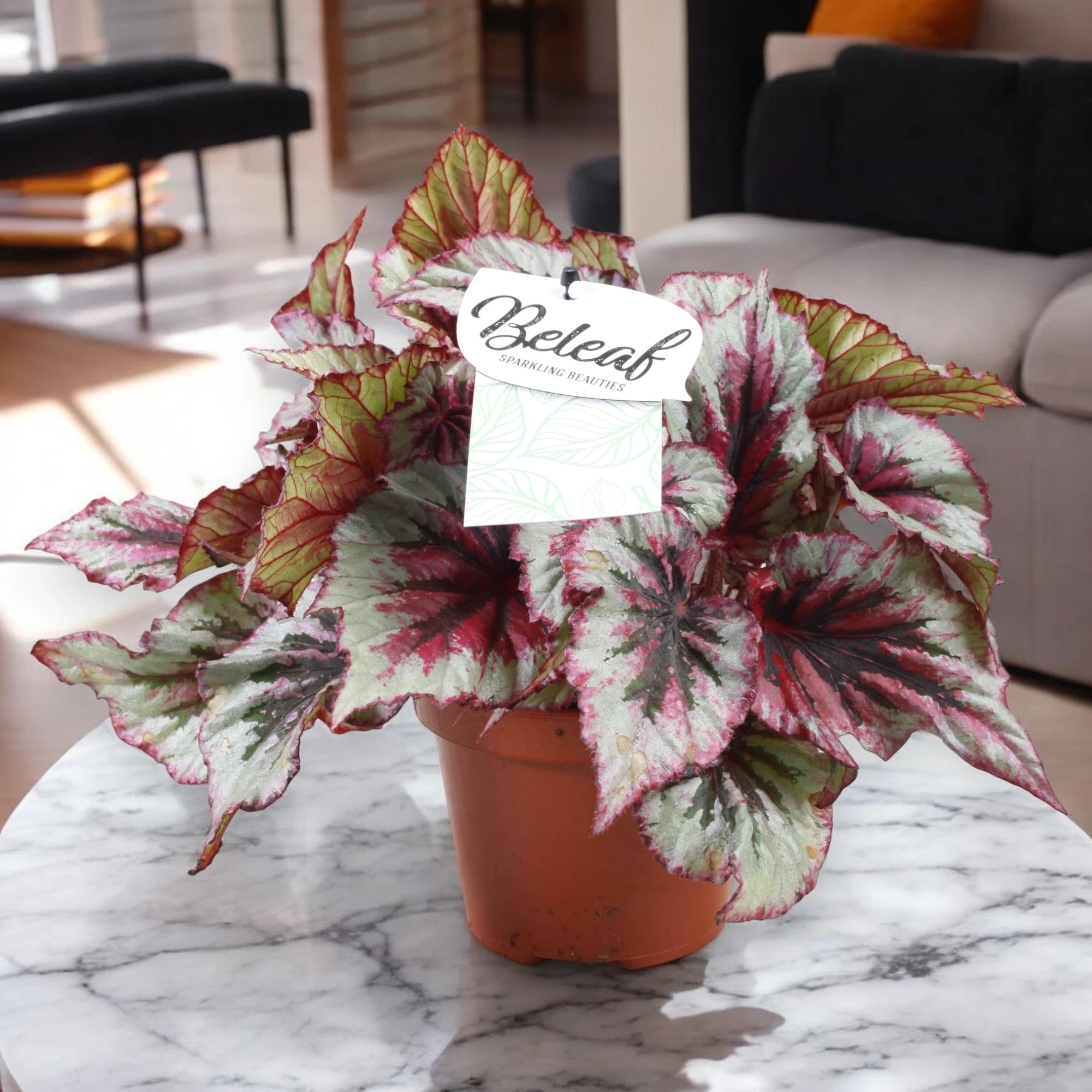 Begonia rex 'Evening glow'