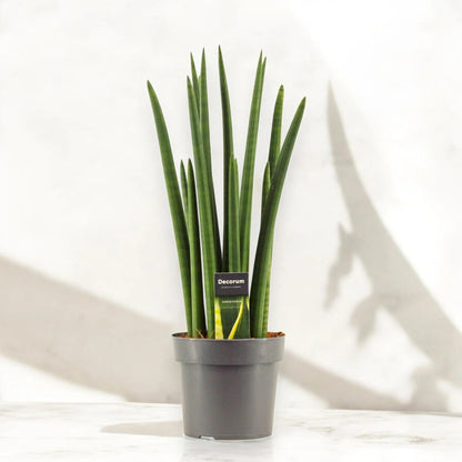 Sansevieria cylindrica 'Rocket'