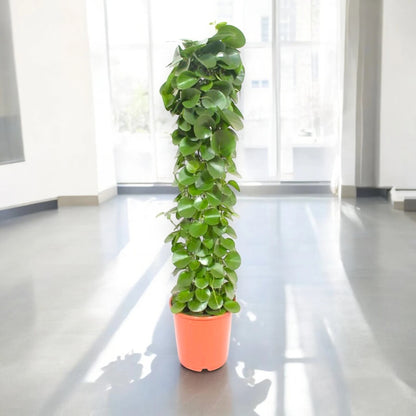 Dettaglio foglie rotonde e carnose di Cissus rotundifolia con viticci rampicanti