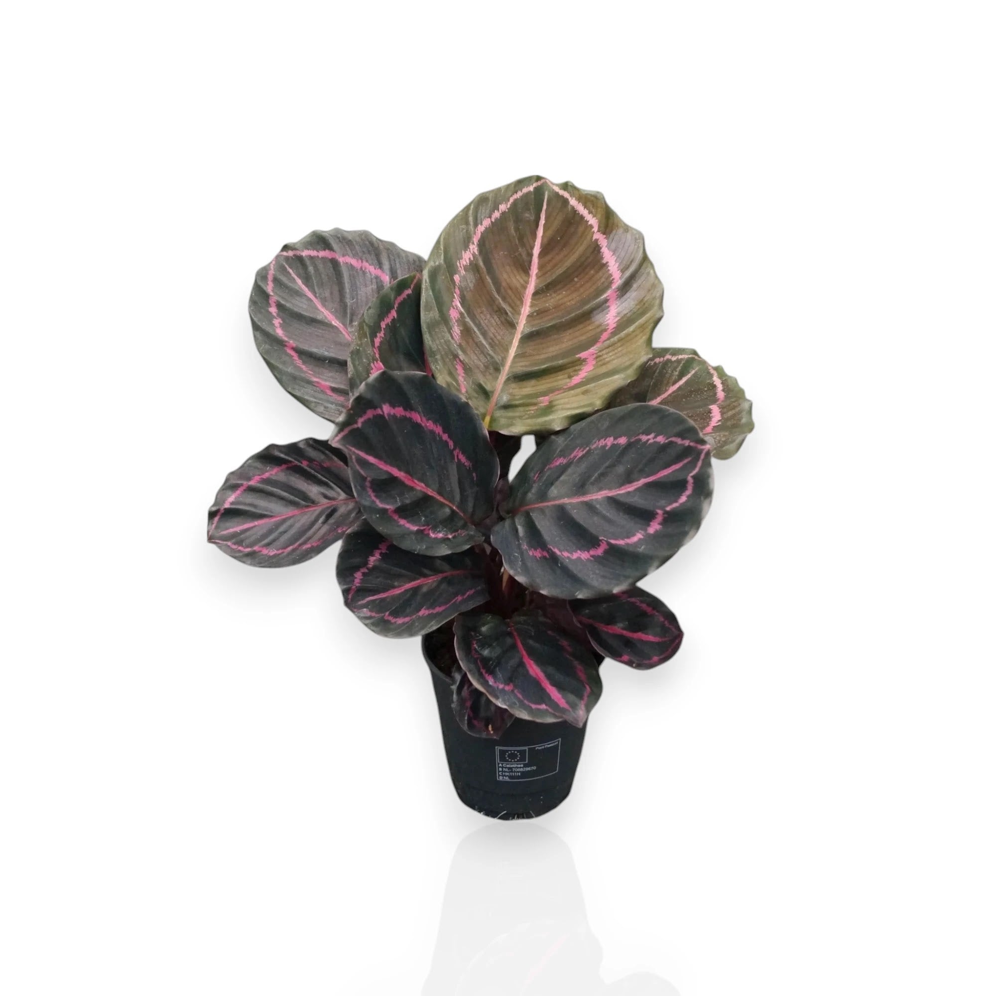 Calathea roseopicta 'Dottie'