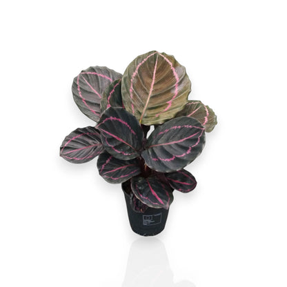 Calathea roseopicta 'Dottie'