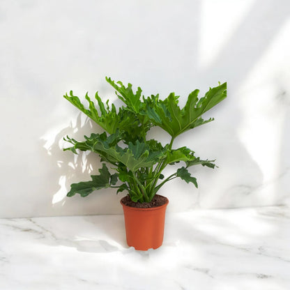 Philodendron 'Little hope'