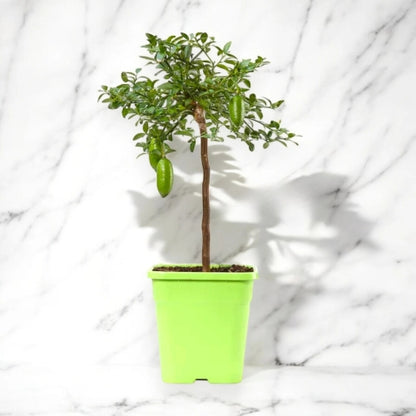 Nandina domestica 'Lemon-Lime'