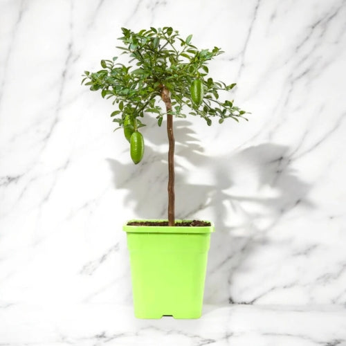 Nandina domestica 'Lemon-Lime'