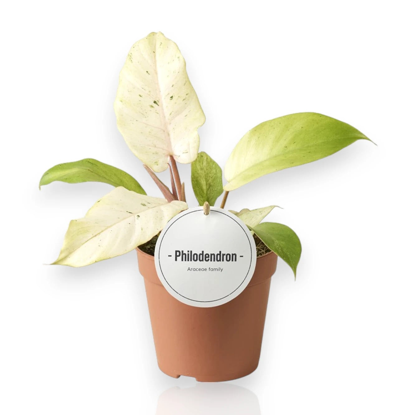 Philodendron 'Snowdrift'