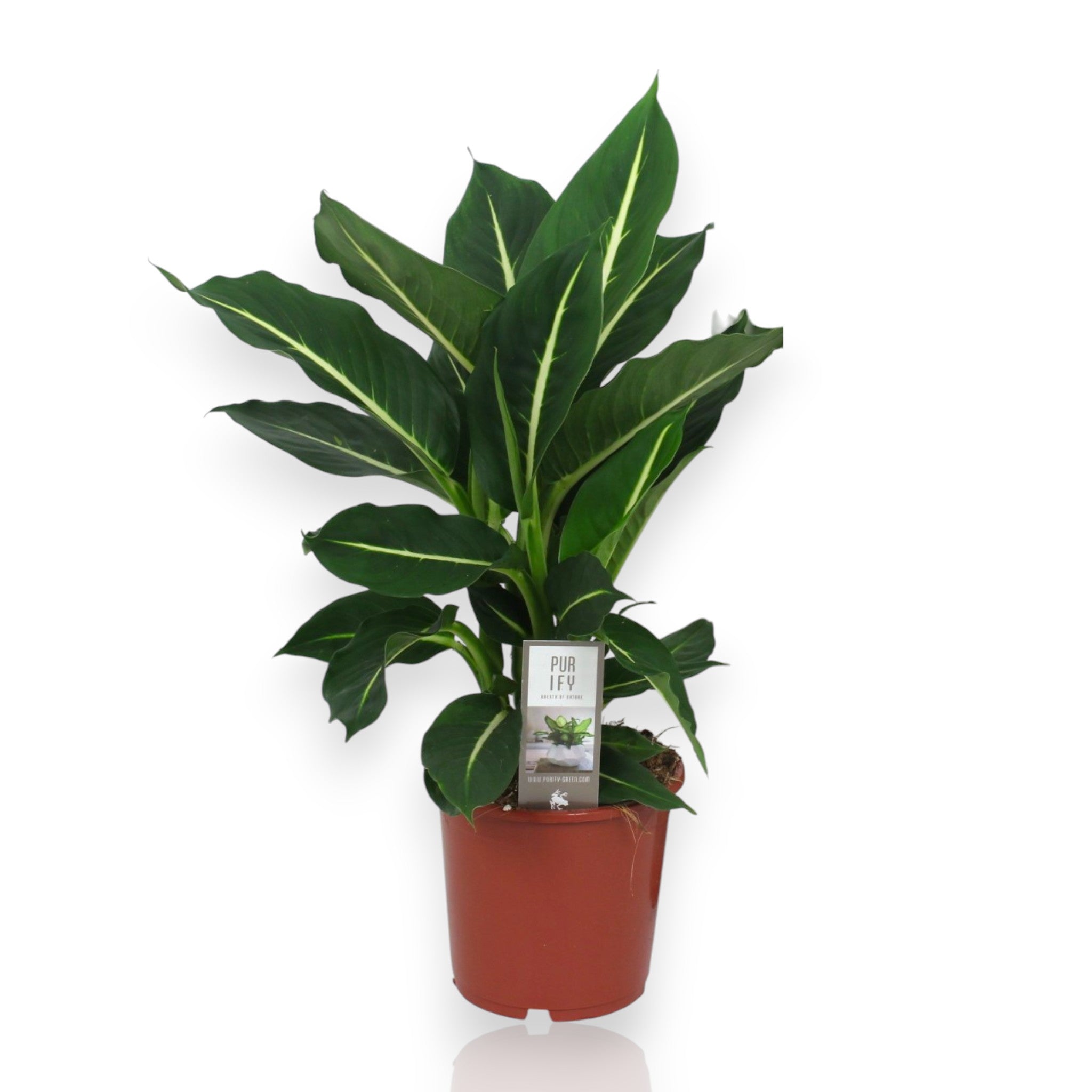 Dieffenbachia 'Green magic'