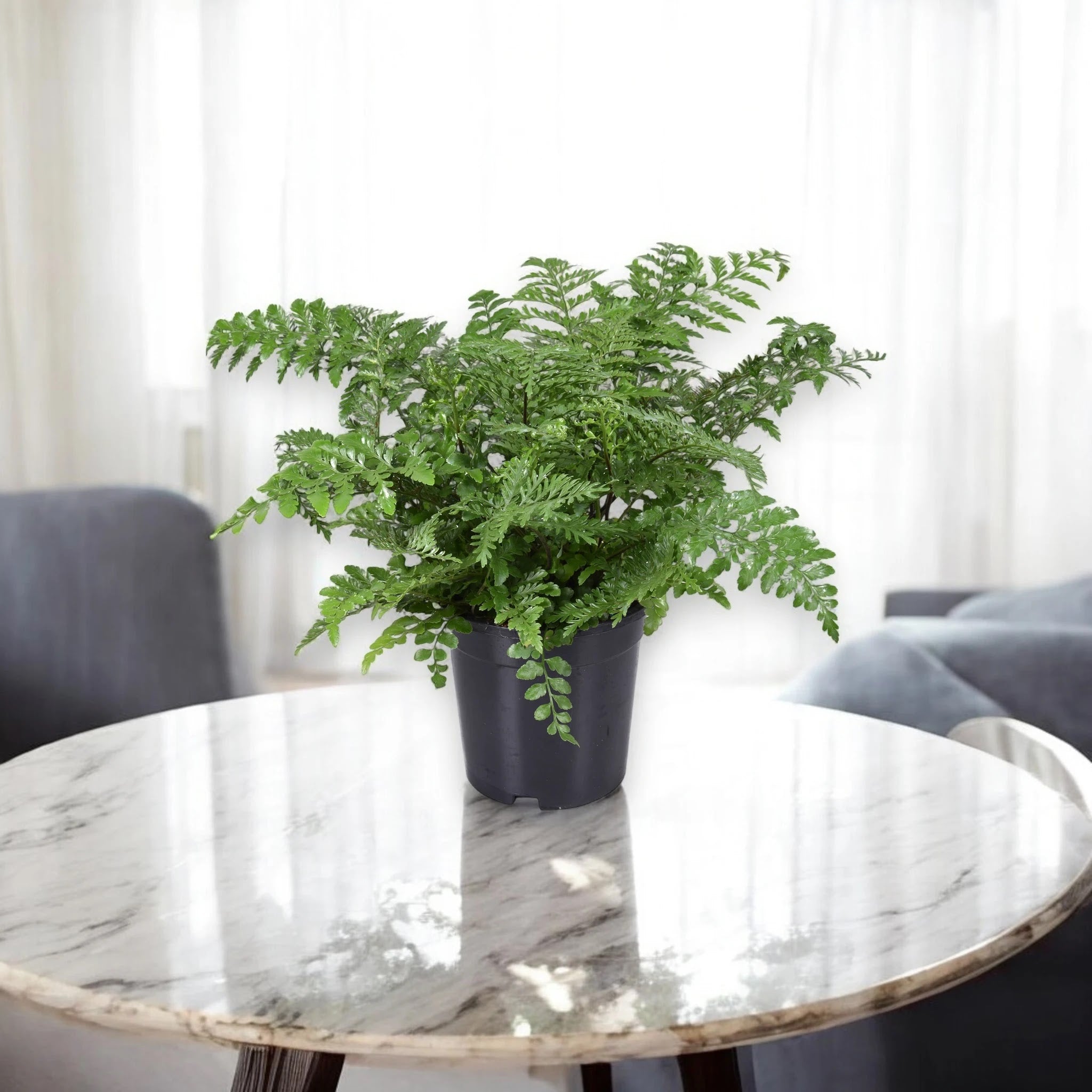 Asplenium parvati