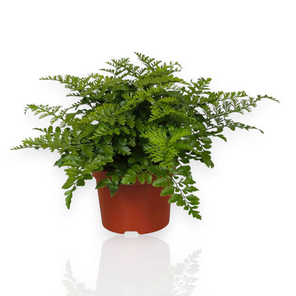 Asplenium parvati