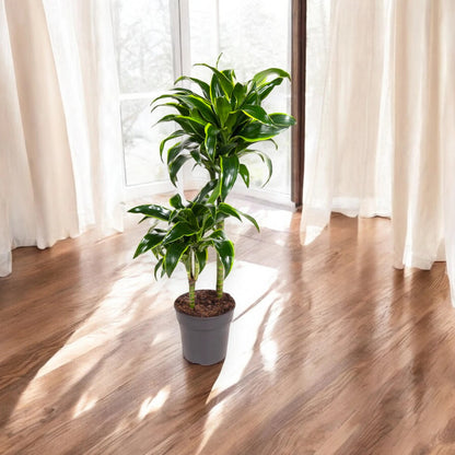 Dettaglio foglie di Dracaena fragrans Dorado con striature gialle e verdi lucide