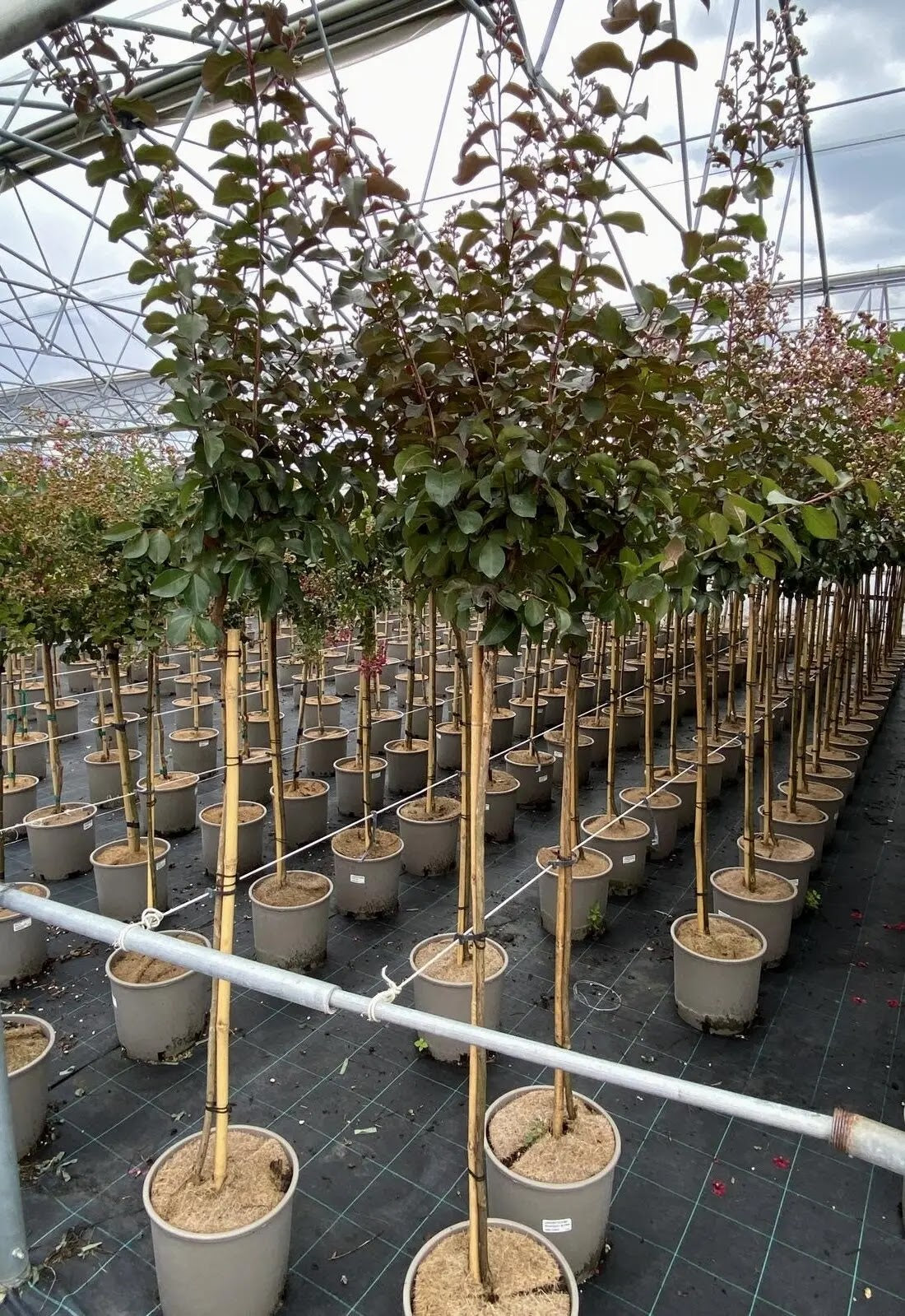 Lagerstroemia indica 'Rhapsody In Pink'
