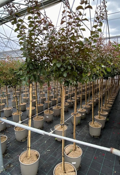 Lagerstroemia indica 'Rhapsody In Pink'
