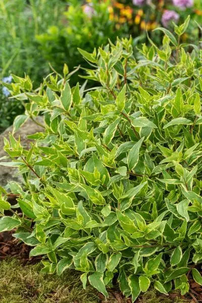 Abelia grandiflora