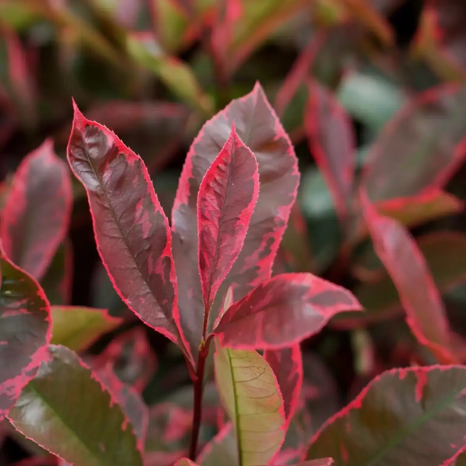Photinia fraseri Louise arbusto sempreverde con foglie verdi variegate crema e germogli rossi