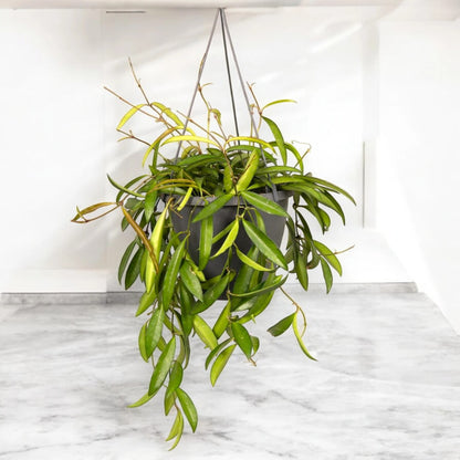 Hoya wayetii