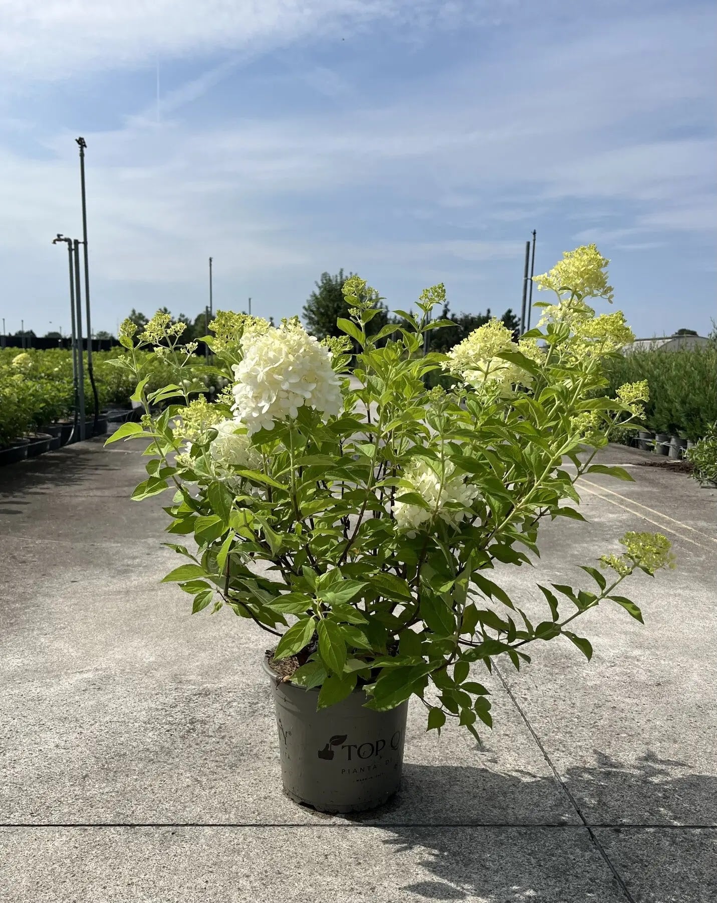 Dettaglio infiorescenza conica bianca di Hydrangea paniculata Limelight con foglie verdi