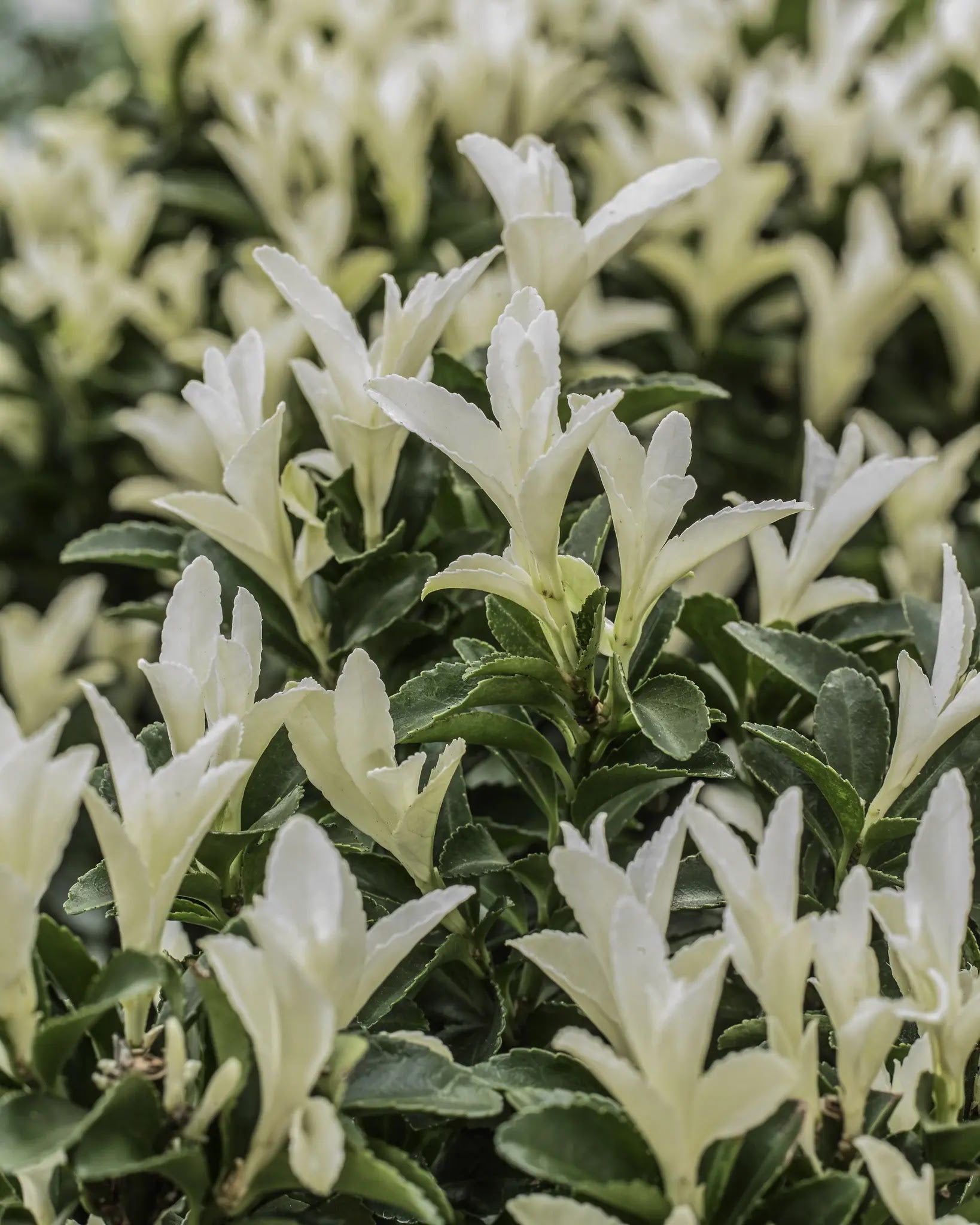 Euonymus japonicus Paloma Blanca arbusto sempreverde con foglie variegate bianco-verde in giardino