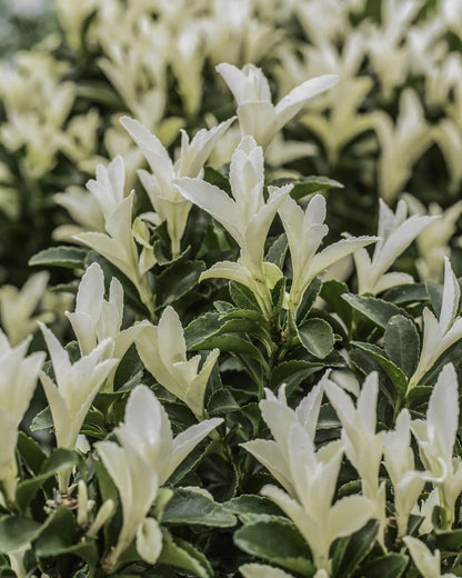 Euonymus japonicus Paloma Blanca arbusto sempreverde con foglie variegate bianco-verde in giardino