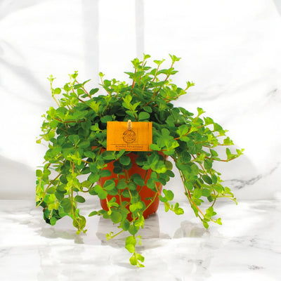 Peperomia rotundifolia