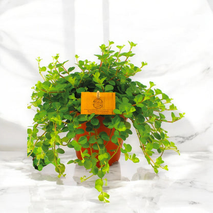 Peperomia rotundifolia