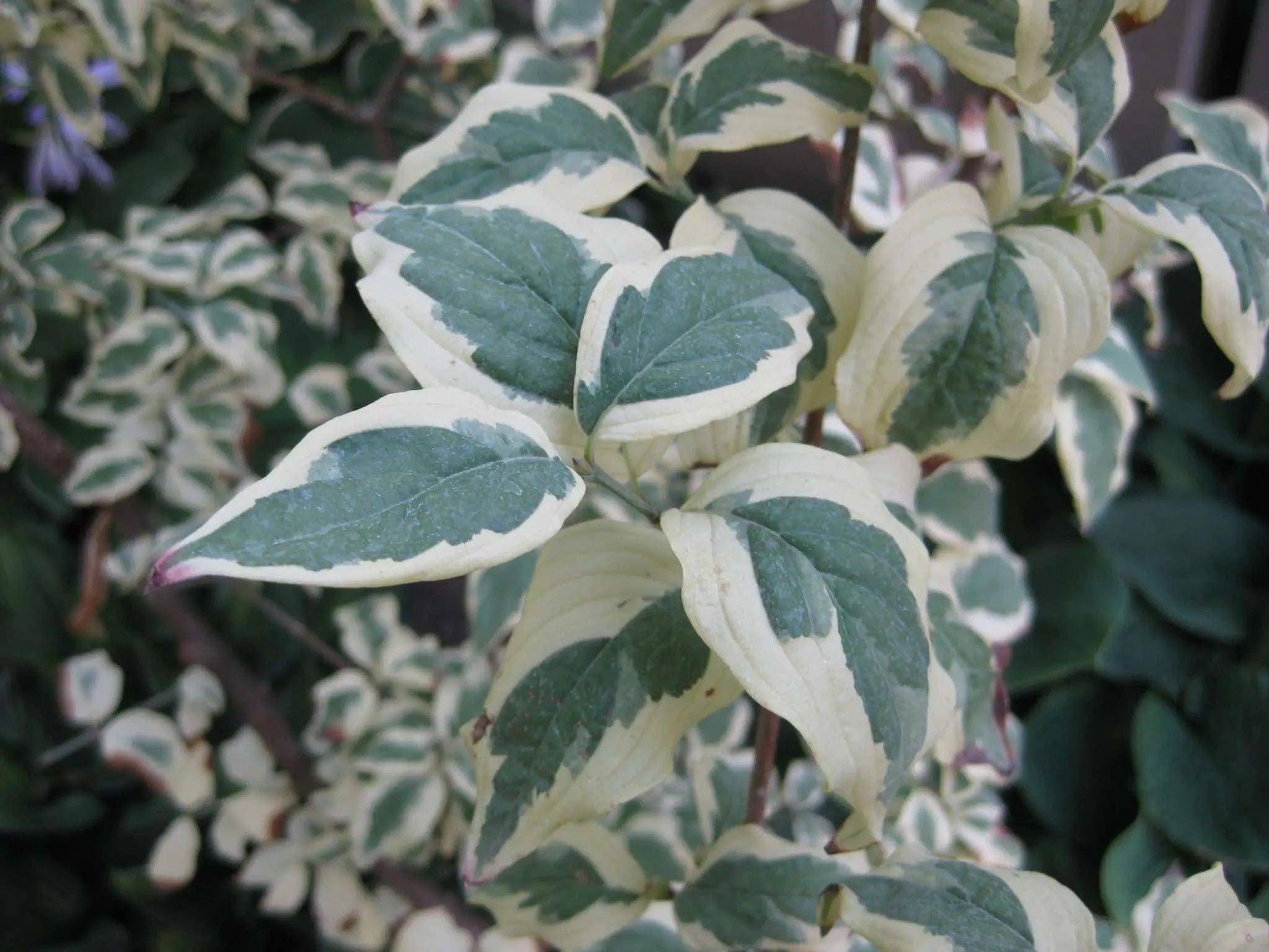 Corniolo - Cornus 'Mas'