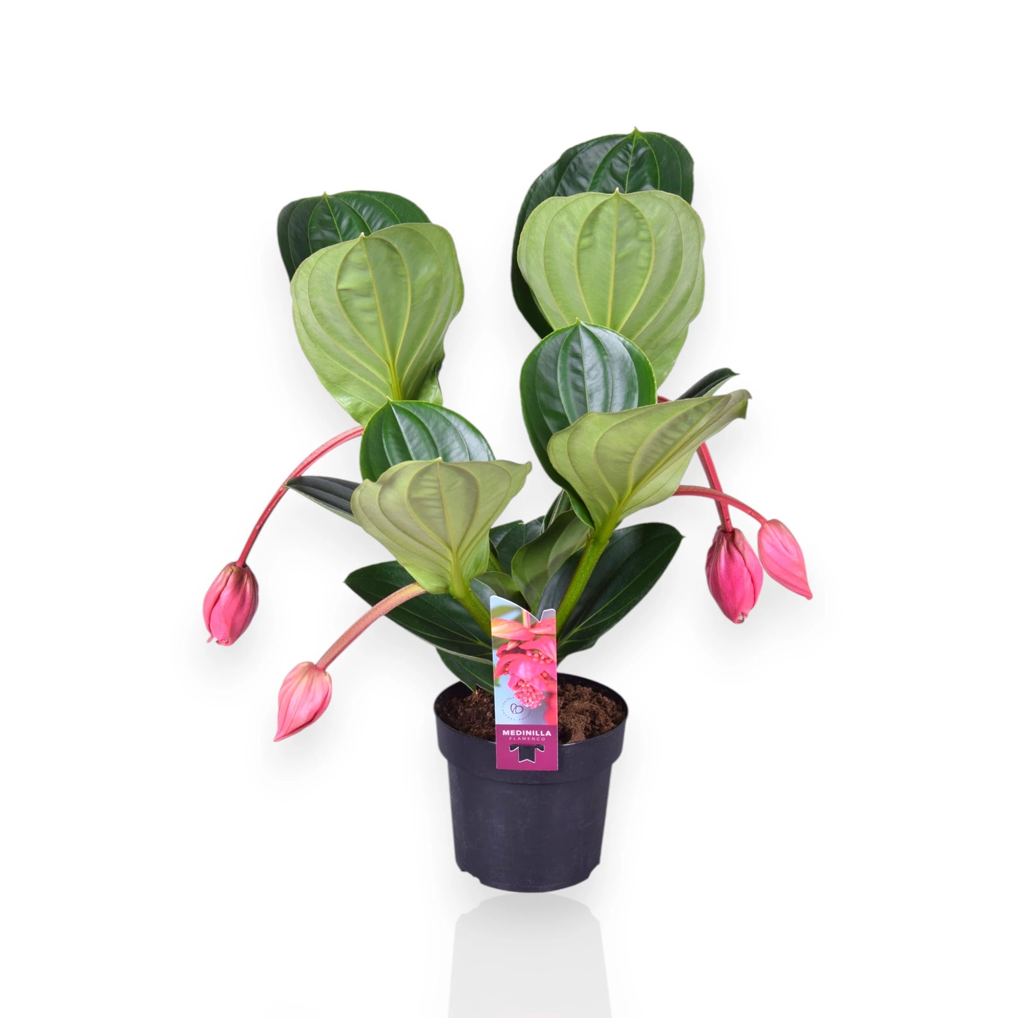 Medinilla magnifica