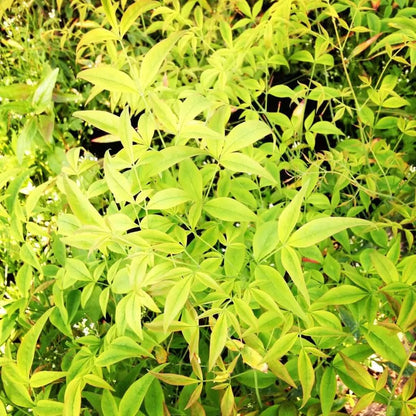 Nandina domestica