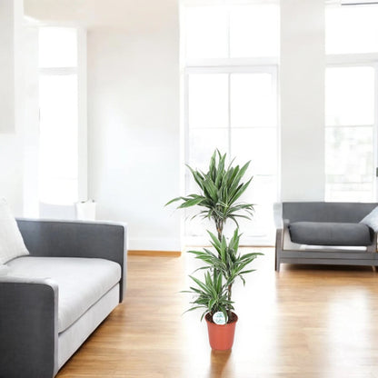 Dettaglio foglie Dracaena Warneckei con caratteristiche striature bianco-crema sui bordi