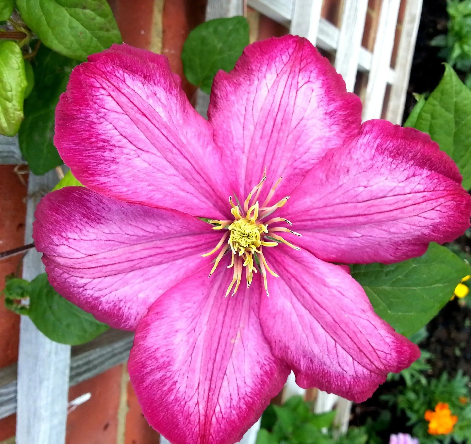 Clematis Ville De Lyon rampicante con fiori rosso cardinale su pergola in giardino