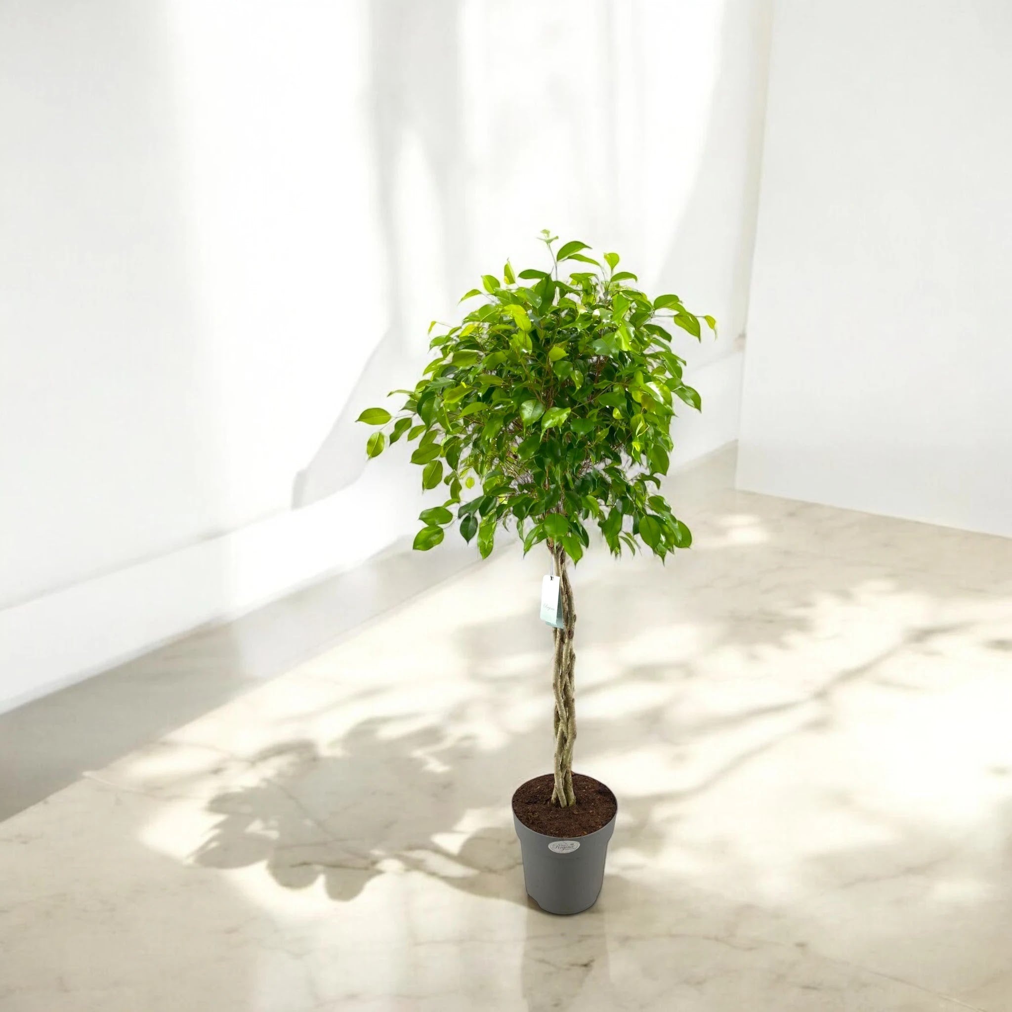 Ficus benjamina 'Exotica'