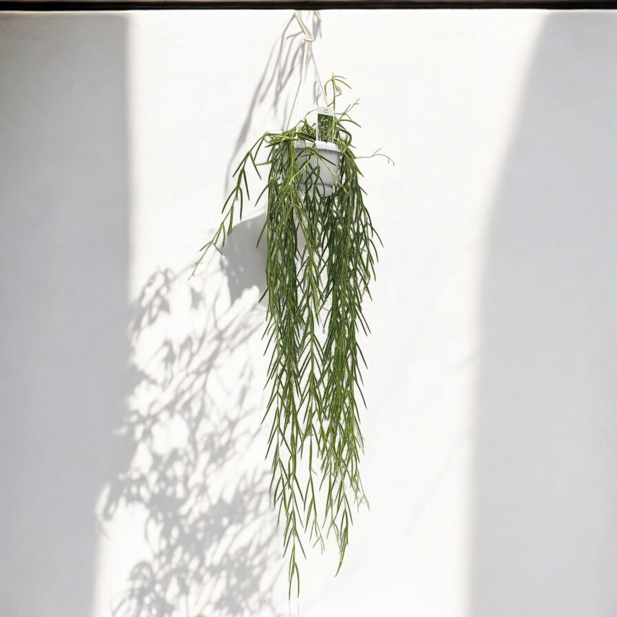 Hoya linearis