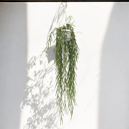 Hoya linearis