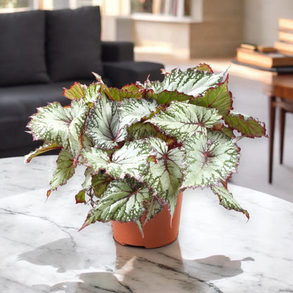 Begonia rex 'Asian tundra'